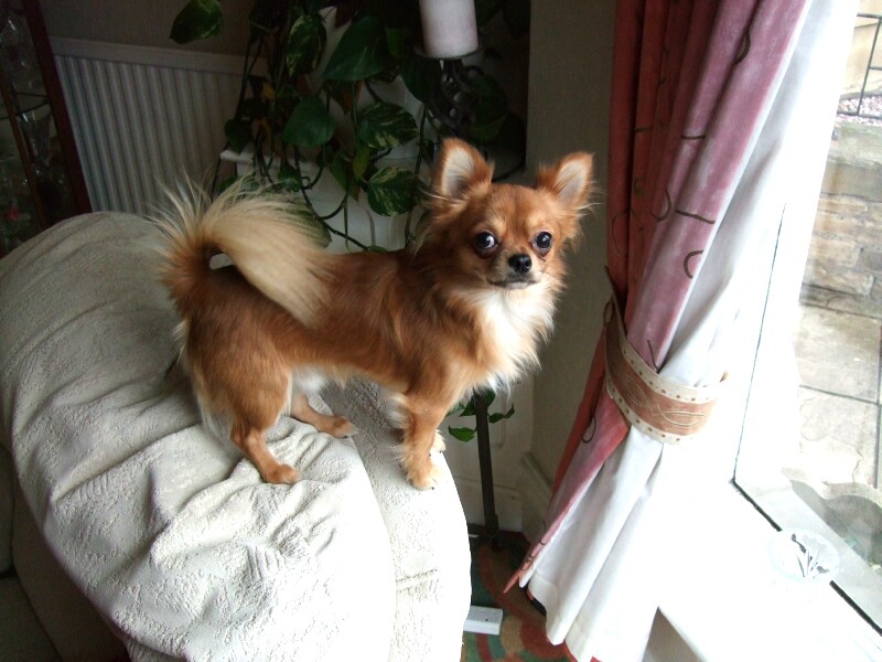 Alfie