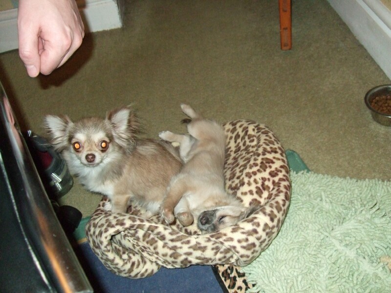 Lola